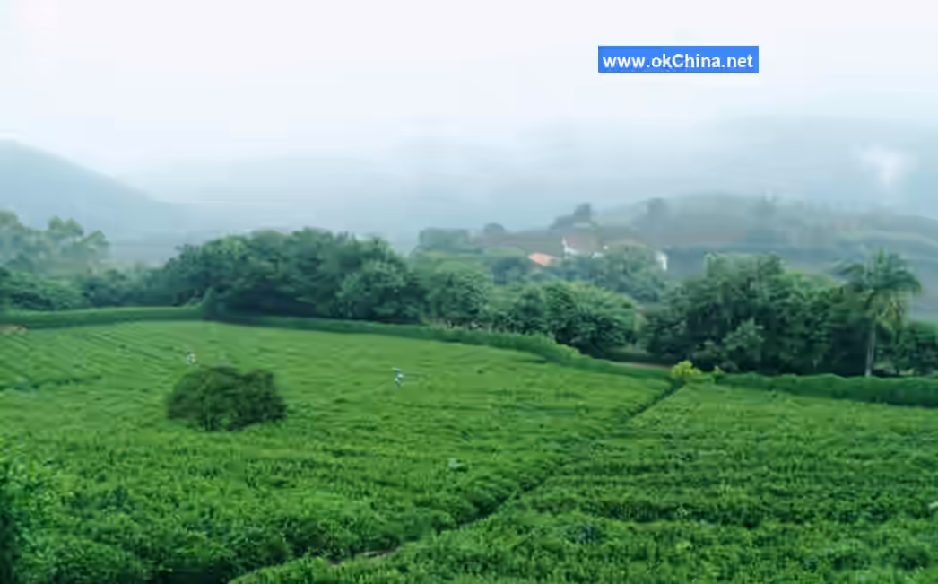 Yannanfei Tea Plantation Scenic Area