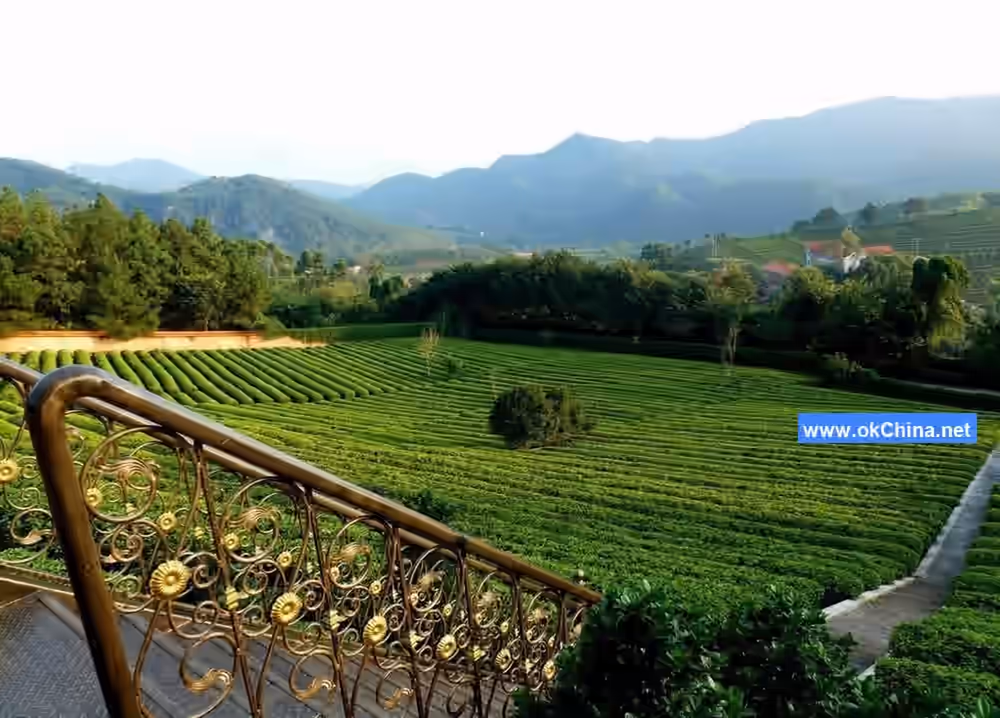 Yannanfei Tea Plantation Scenic Area