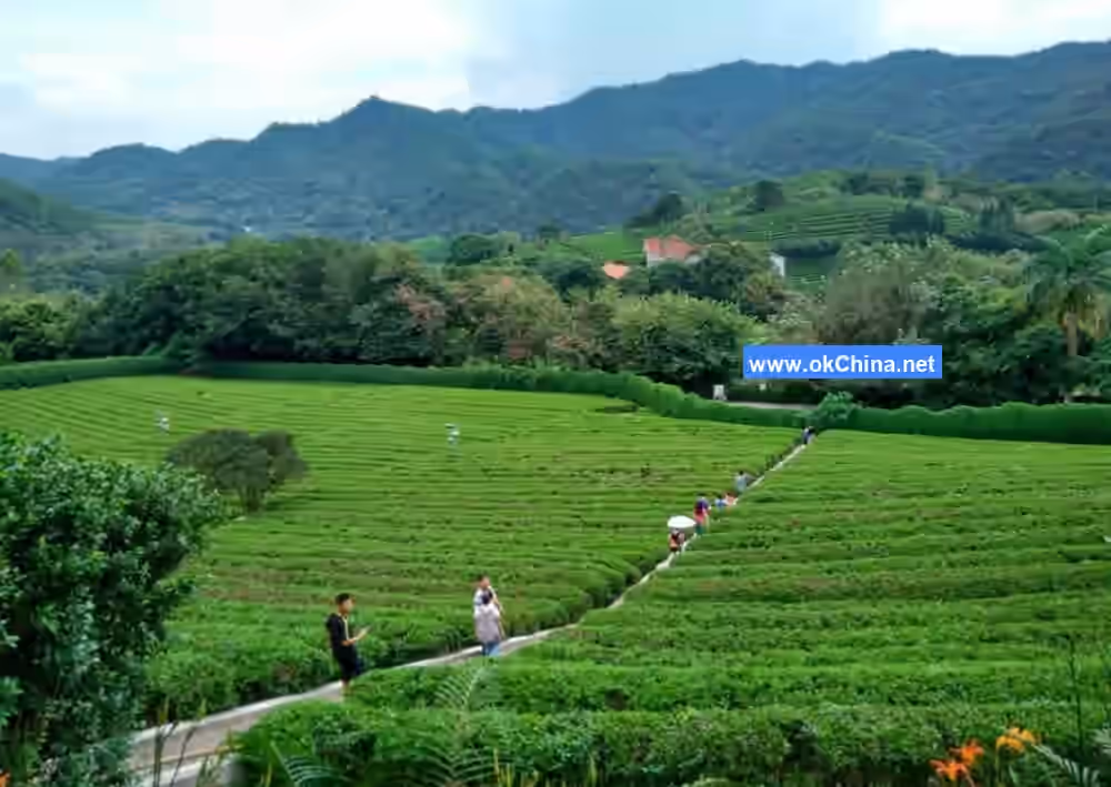 Yannanfei Tea Plantation Scenic Area