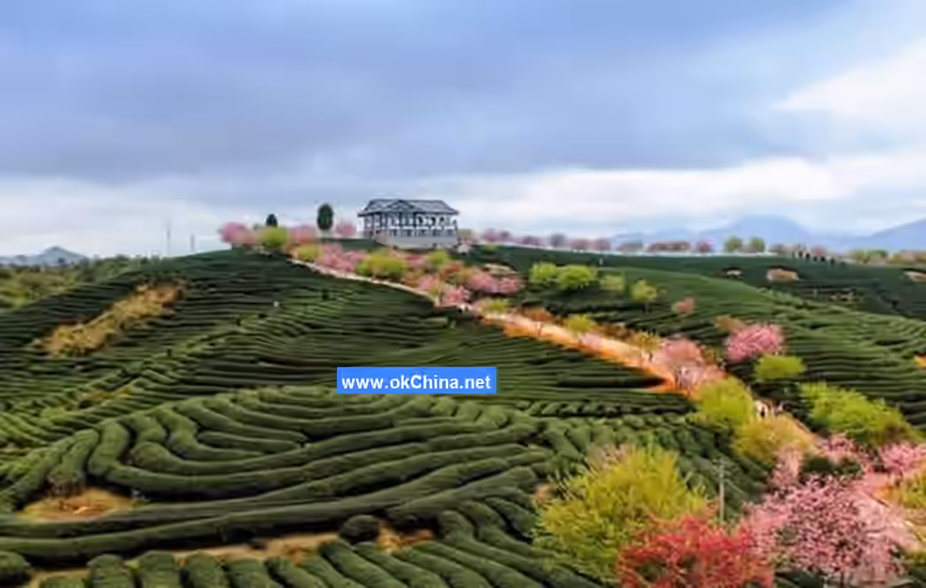 Yannanfei Tea Plantation Scenic Area
