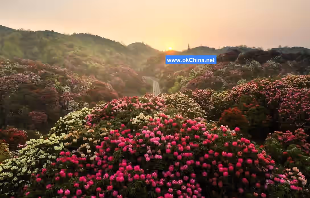 Bai Li Dujuan Scenic Area