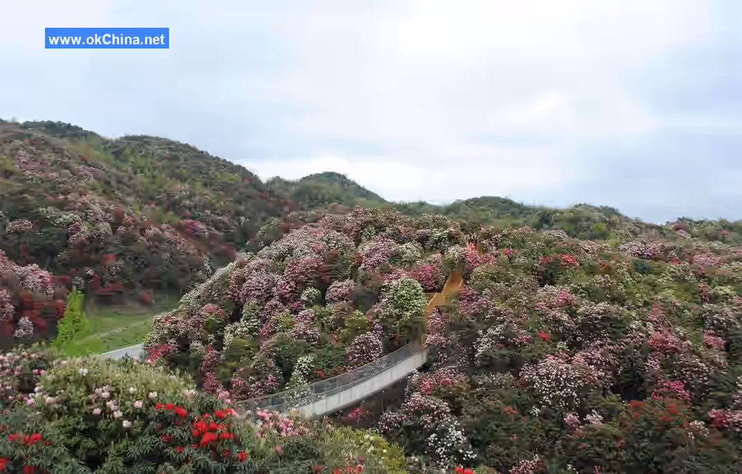 Bai Li Dujuan Scenic Area