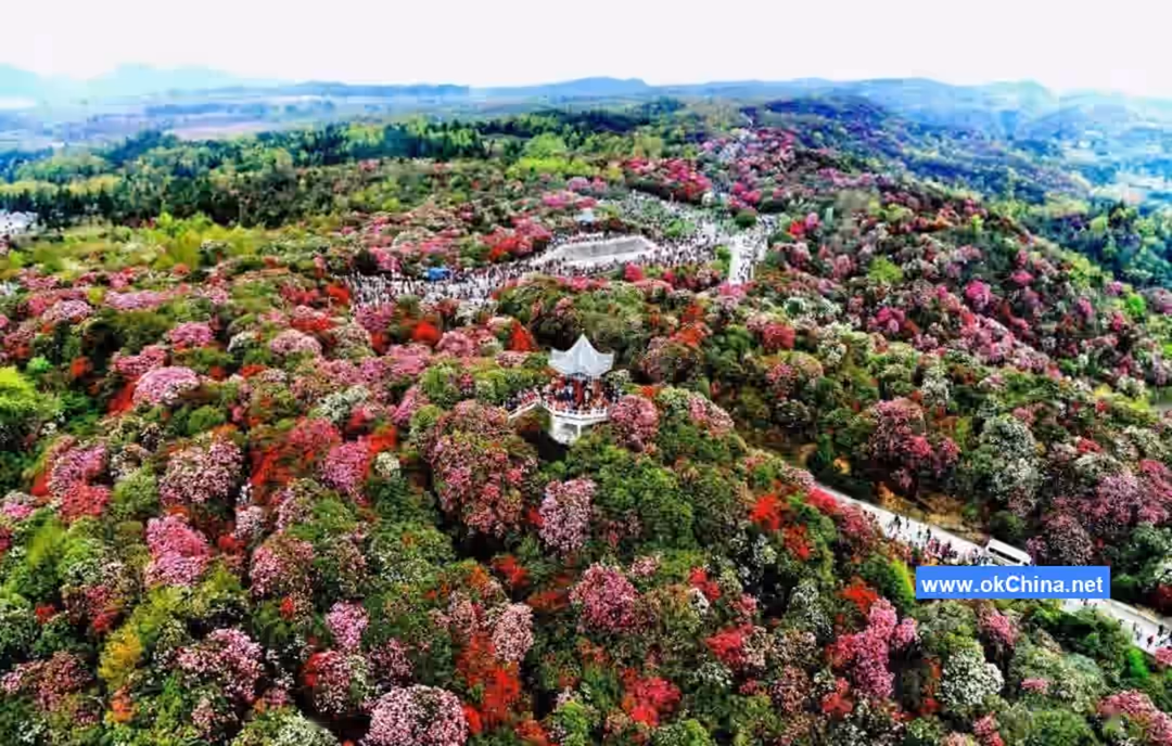 Bai Li Dujuan Scenic Area