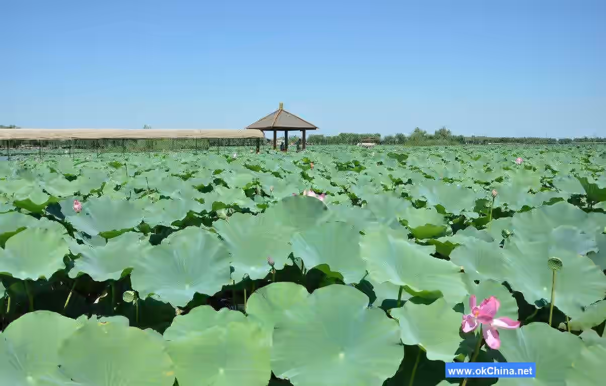 Baiyang Lake Scenic Area