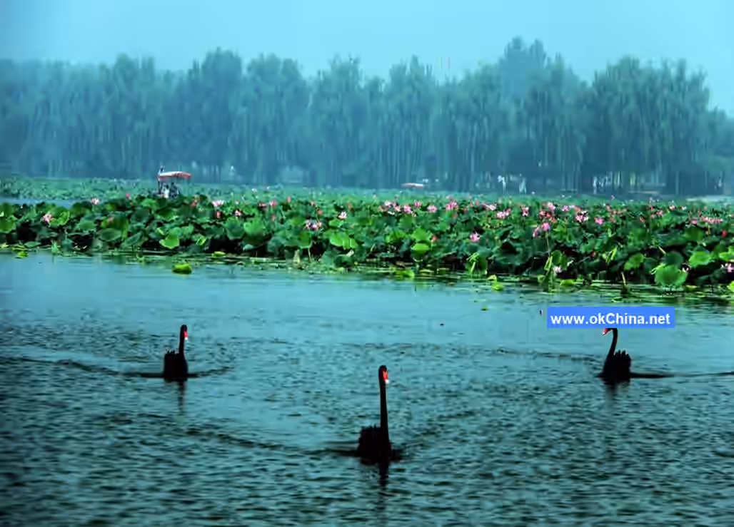 Baiyang Lake Scenic Area