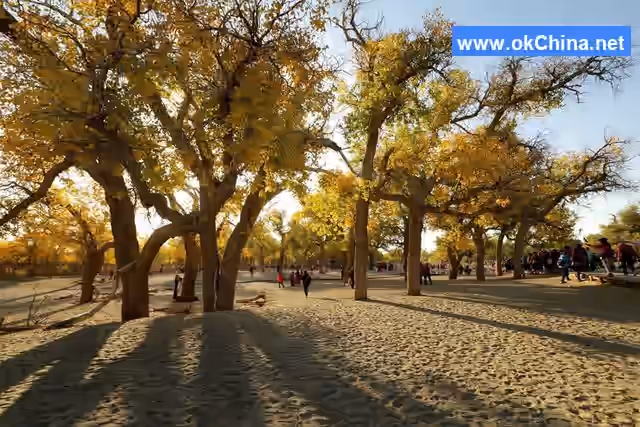 Populus Euphratica Tourist Area