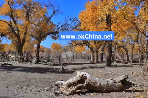 Populus Euphratica Tourist Area