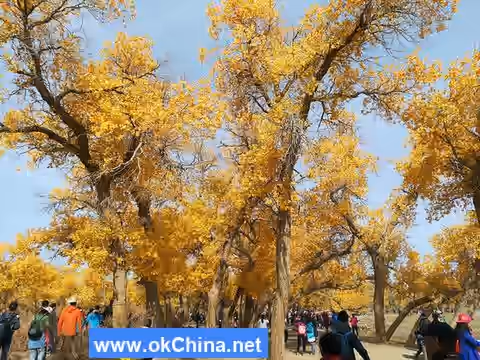 Populus Euphratica Tourist Area