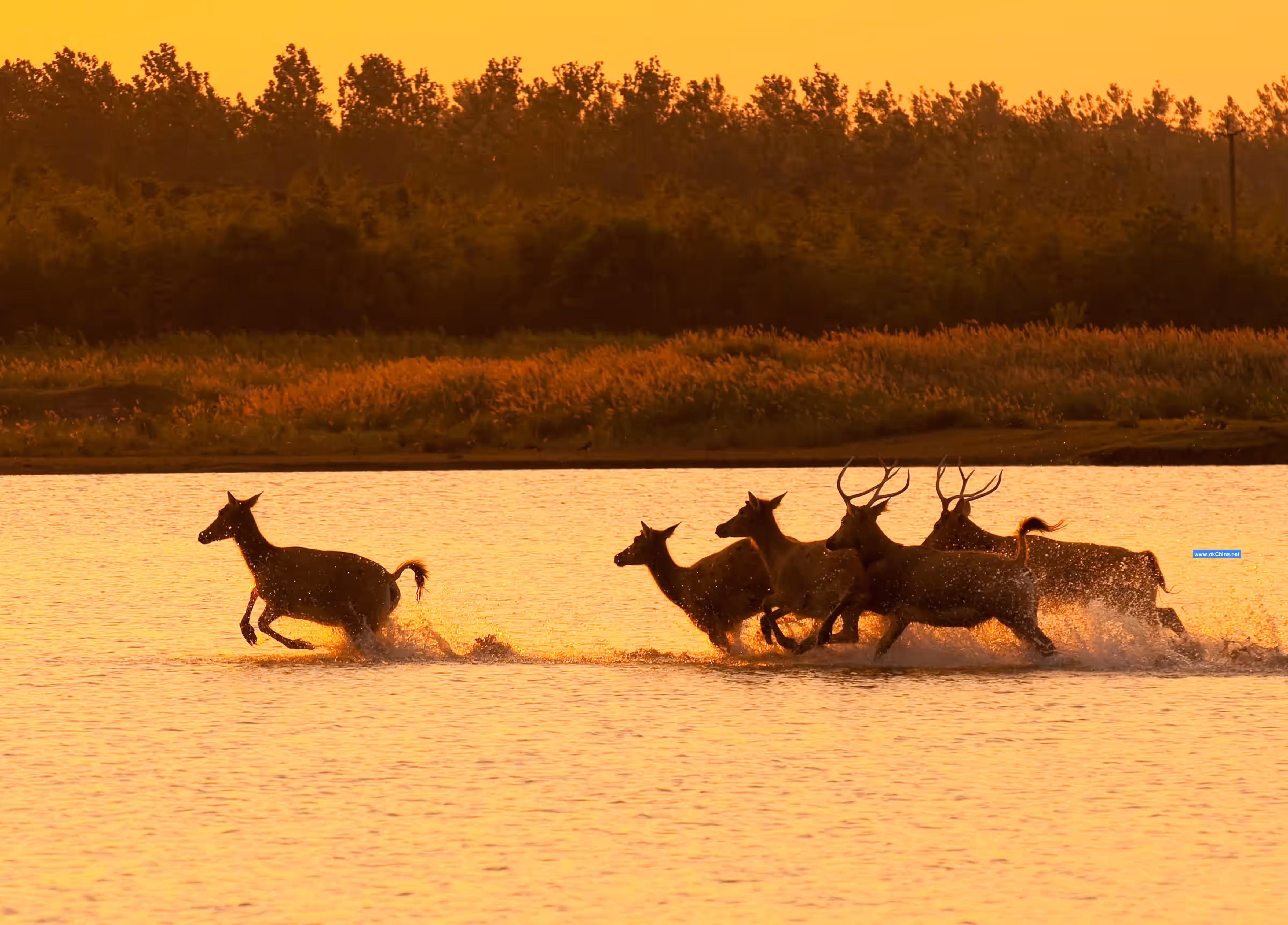 China Elaphurus Garden Scenic Area