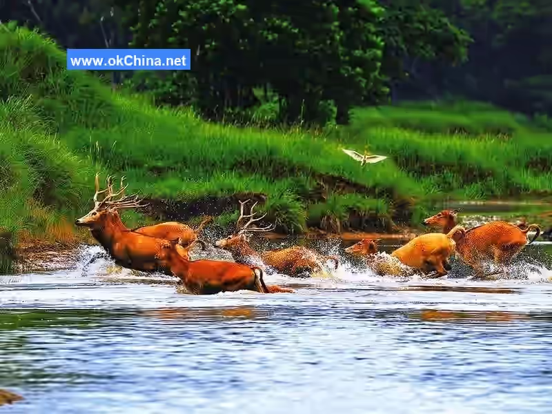 China Elaphurus Garden Scenic Area