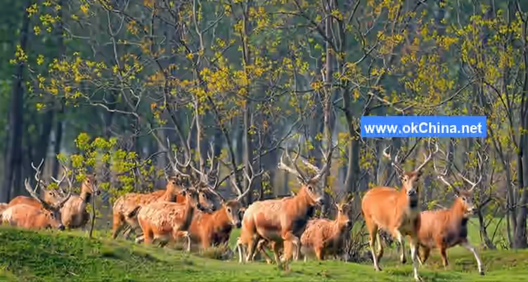 China Elaphurus Garden Scenic Area