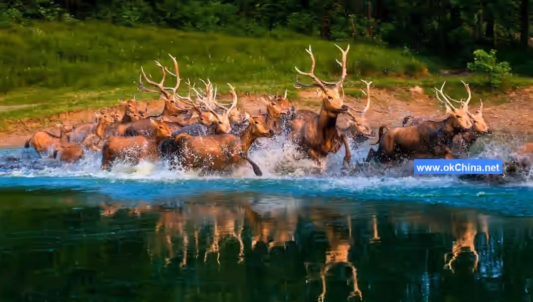 China Elaphurus Garden Scenic Area