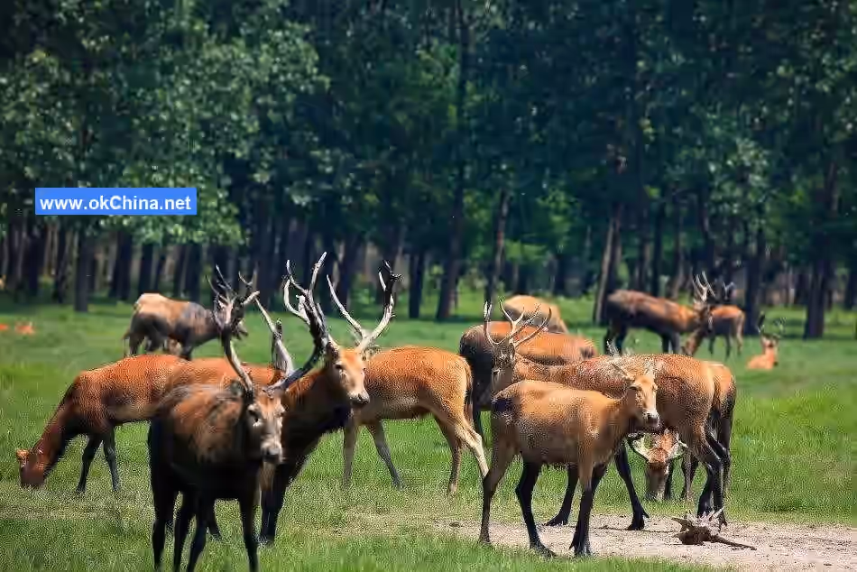 China Elaphurus Garden Scenic Area