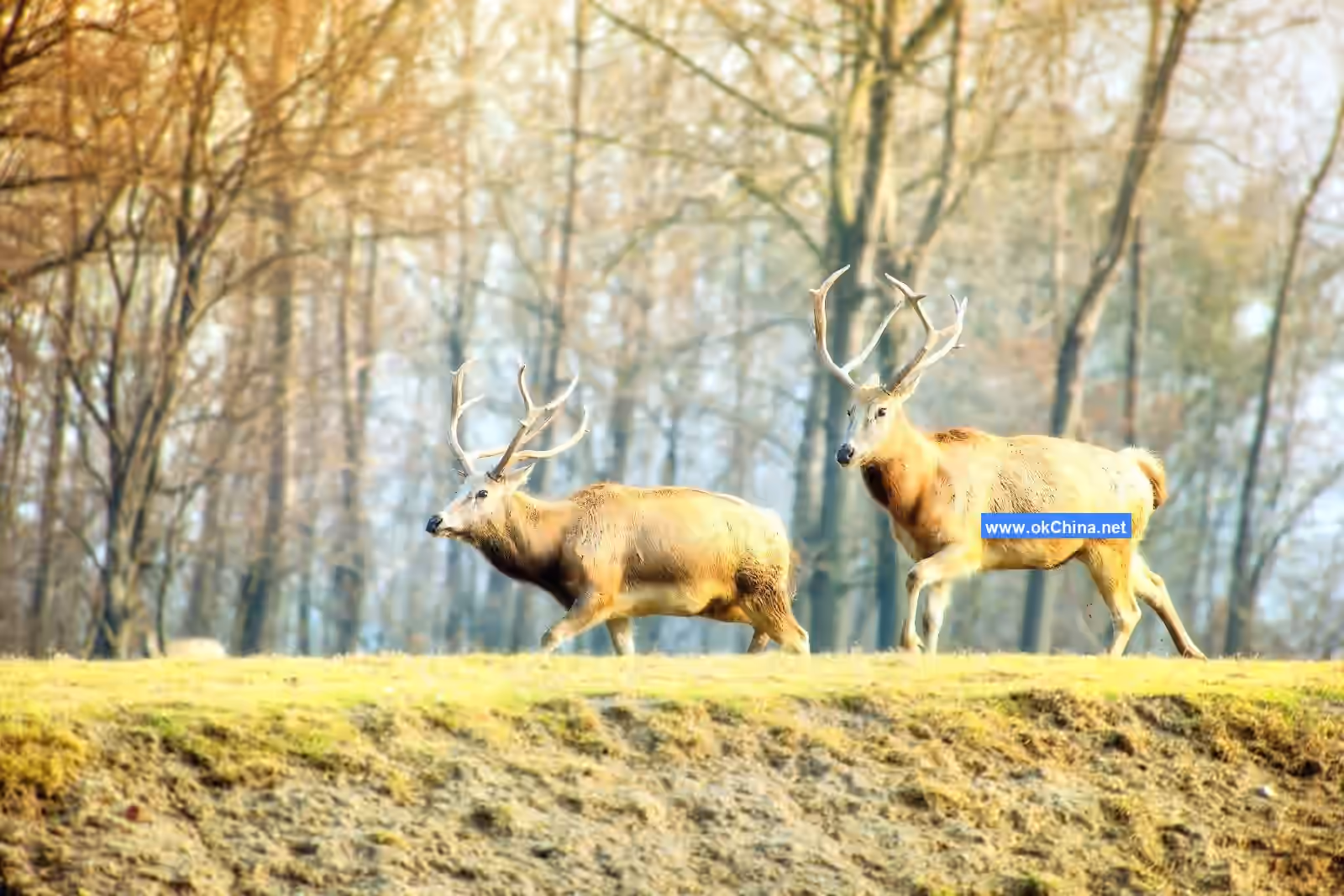 China Elaphurus Garden Scenic Area