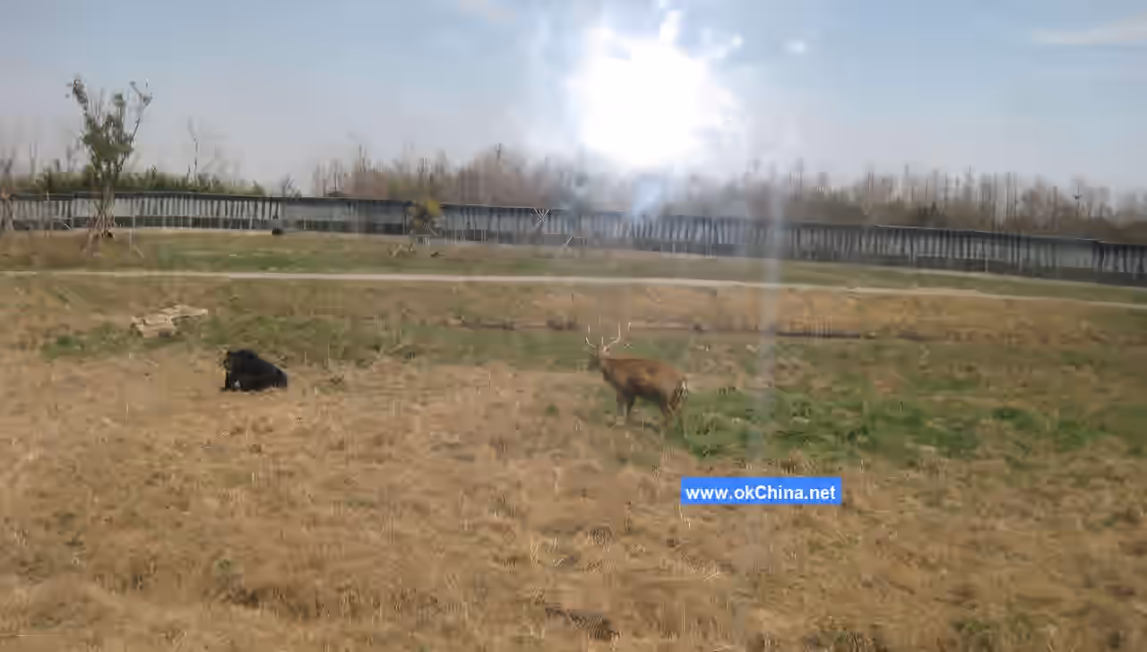 Shanghai Wild Animal Park