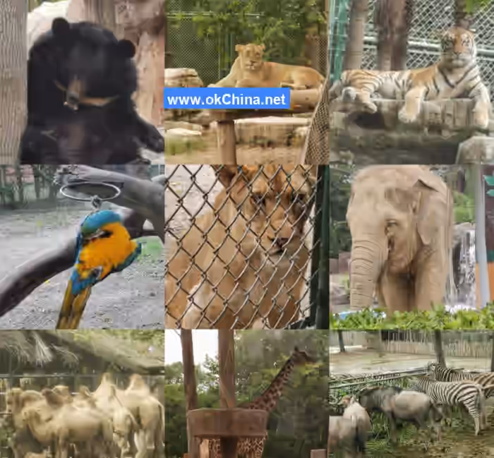 Shanghai Wild Animal Park