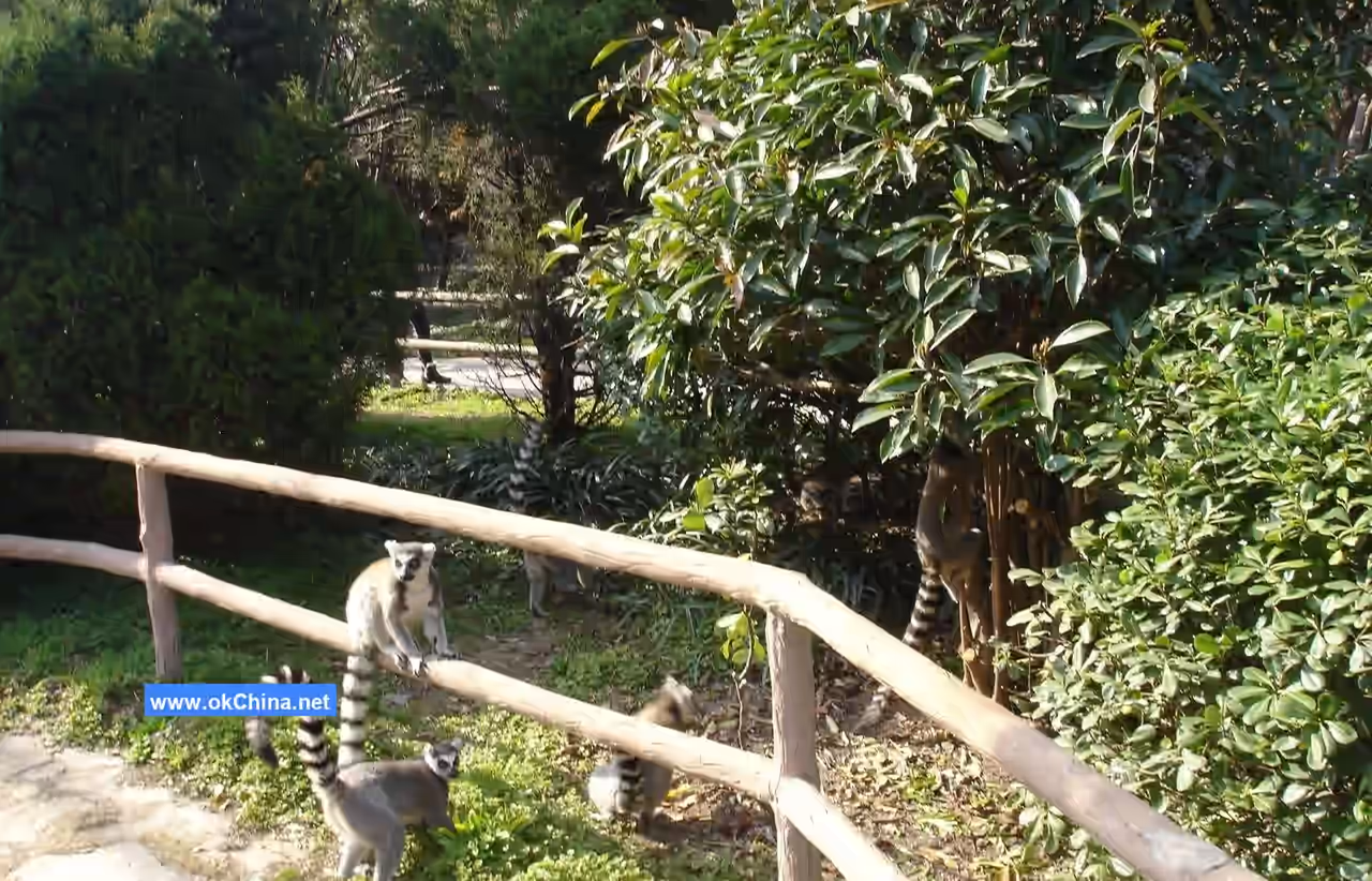 Shanghai Wild Animal Park