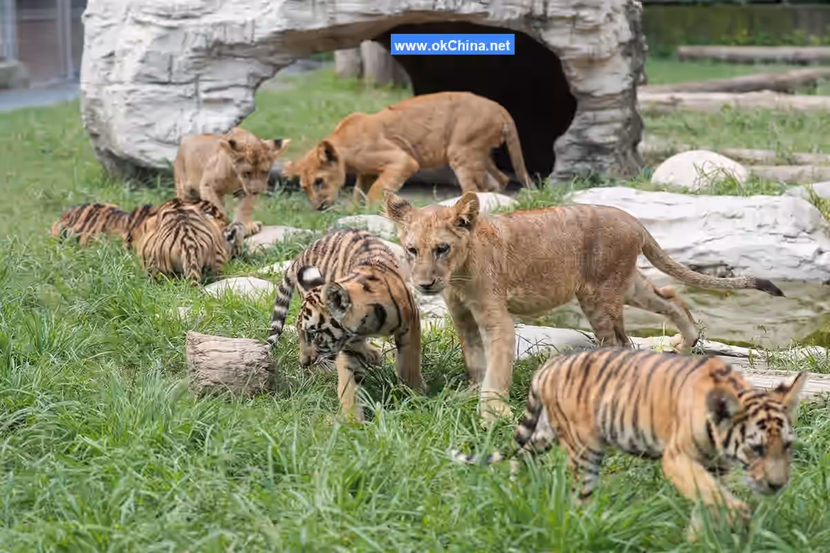 Shanghai Wild Animal Park