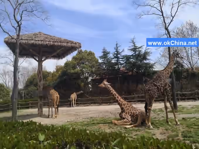 Shanghai Wild Animal Park