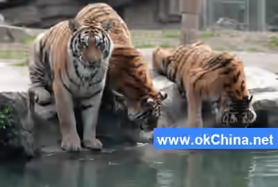 Shanghai Wild Animal Park