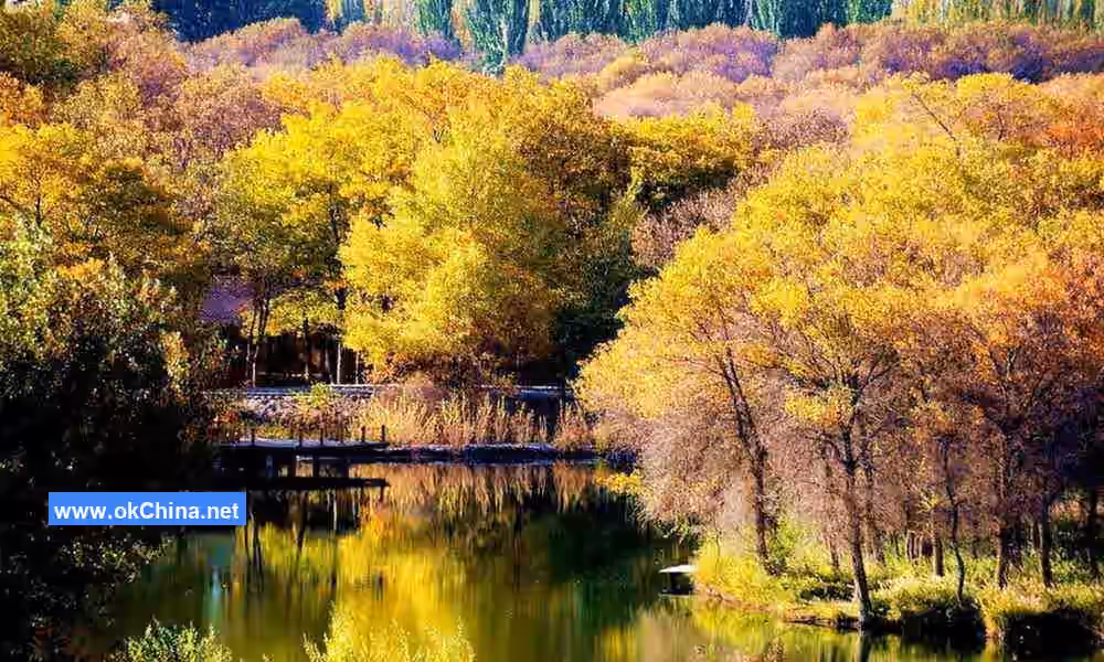 Zepu Populus Euphratica National Forest Park