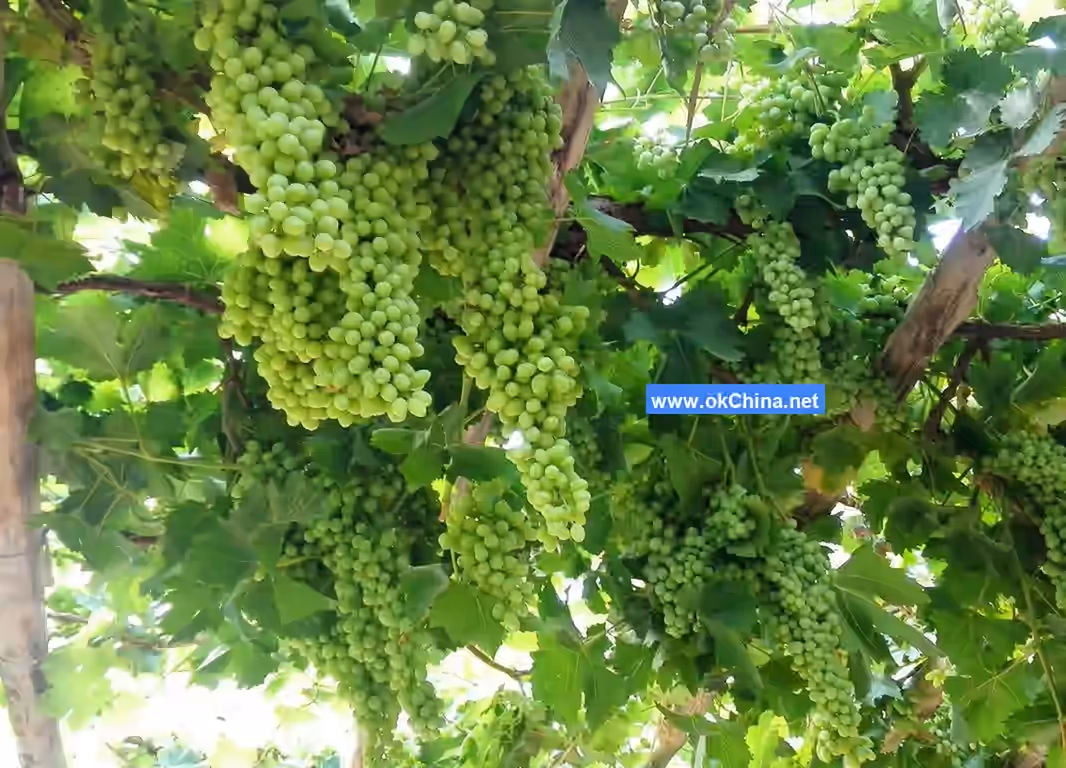 Grape Valley Scenic Area